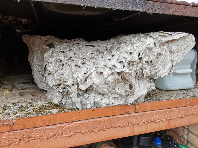 Likvidace vosích hnízd